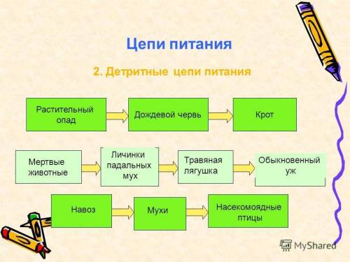 Составление схем пищевых цепей и переноса энергии в экосистеме