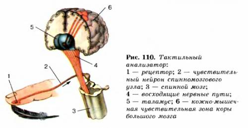 Подробнее о строении и работе наших органов чувств