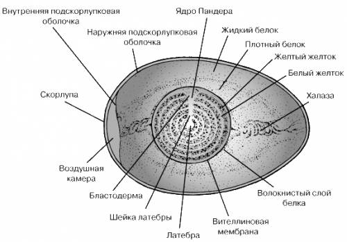 Сколько оболочек на яйце какова их функция