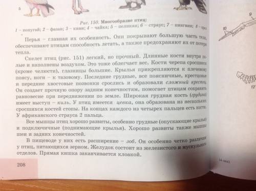 Какие органы пищеварения возникли у птиц в связи с отсутствием у них челюстей и зубов