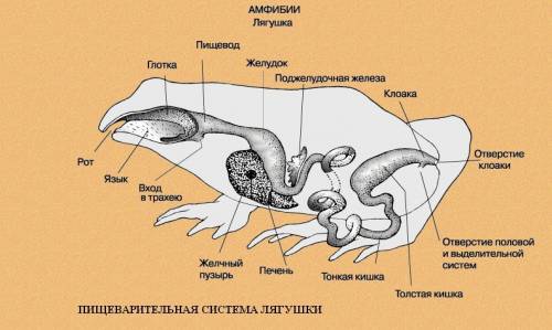 Как осуществляется пищеварение у лягушки?