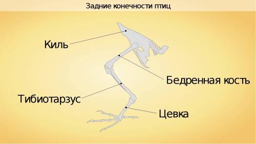 Какая птица была первой? какова особенность бойцовских кур? для каких целей тх выращивали? что такое