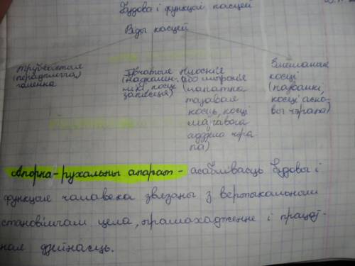 1)общая характеристика опорно-двигательной системы. строение и функции. 2) регуляция и гомеостаз.