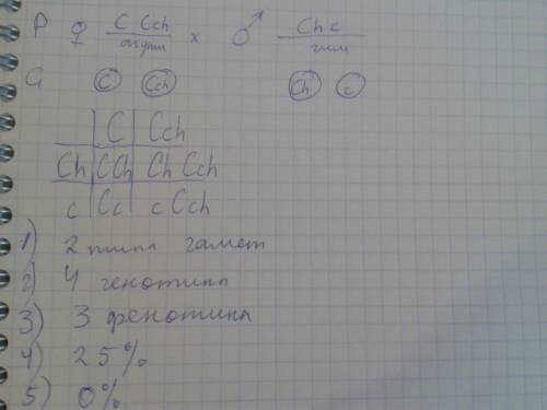 Укроликов ген окраски меха имеет четыре аллельных состояниях(c/ cch/ch/c) которые находятся между со