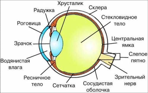 Где расположено глазное яблоко? ? какое строение имеет глазное яблоко? ?