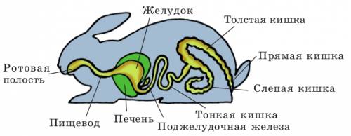 Пищеварительная система у млекопитающих