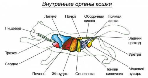 Пищеварительная система у млекопитающих