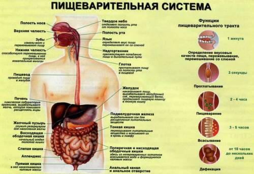 Пищеварительная система у млекопитающих