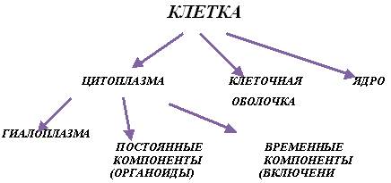 План конспект краткая изучения клетки