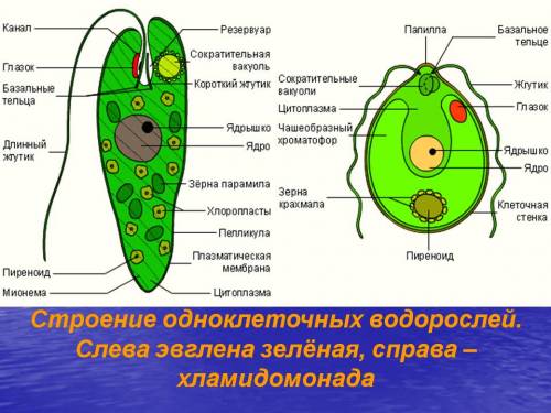 Внутреннее строение одноклеточной водоросли