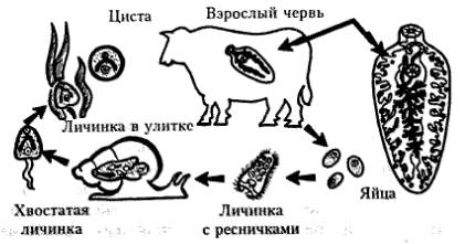 Кто является промежуточным хозяином печеночного сосальщика и как проходит его жизненный цикл?