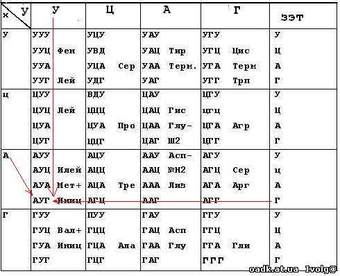 Как работать с таблицей генетического кода?