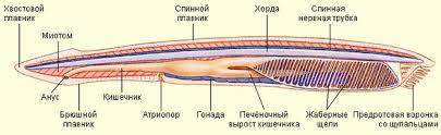 Вчем строение ланцетника сходно со строением органов животных