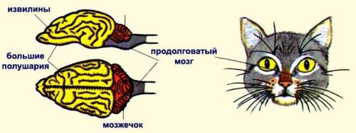 Каковы особенности нервной системы млекопитающих?