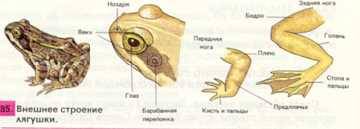 Сравнительный анализ формы тела и отделов тела лягушки и рыбы