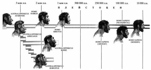 Происхождение человека и стадии его развития