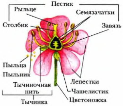 Люди, умоляю! ! 1. цветок-генеративный орган растения.его строение и значение.опыление растений