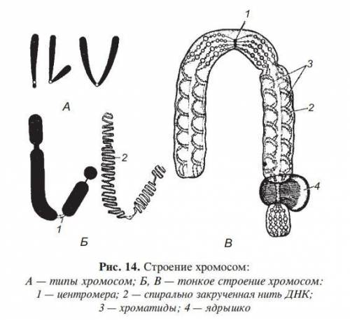 :нужно написать строение и функции хромосом. хромосомный набор половых и соматических клеток у разны