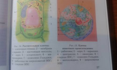 Назовите все органелы(органоиды) растительной и животной клетки и их функции заранее 25 б.