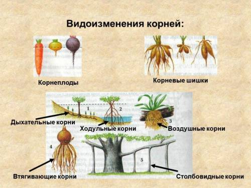 Сообщение на тему условия произрастания и видоизменения корней