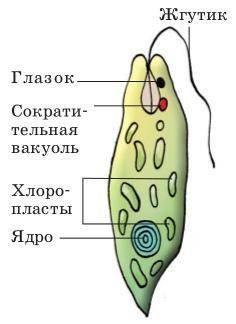 Упресноводных видов простейших есть сократительные вакуоли,а у морских и паразитических видов они от