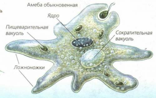 Упресноводных видов простейших есть сократительные вакуоли,а у морских и паразитических видов они от