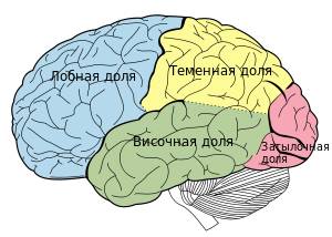 Где находятся большие полушария головного мозга по окружающему миру