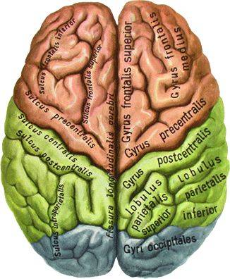Где находятся большие полушария головного мозга