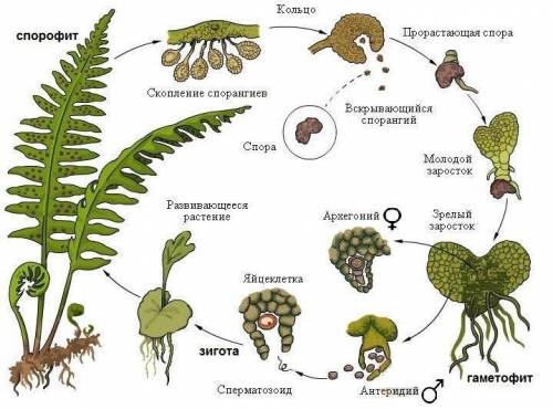 Чем характеризуется жизненый цикл высших споровых растений