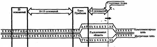 Где в клетках прокариот расположен блок прибнова?