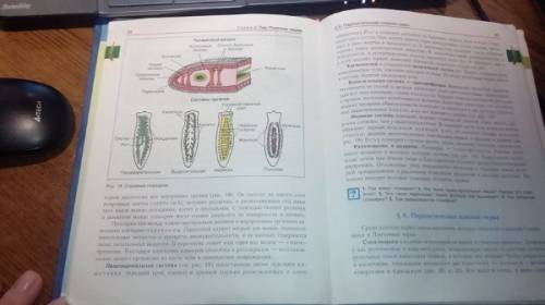 Народ ! ! питание, пищеварение, дыхание, выделение, нервная система, размножение и регенерация плоск