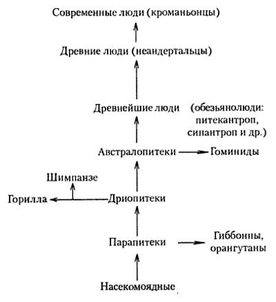 Выберите один правельный ответ. ископаемая группа приматов,давшая начало обезьяноподобным и человеко