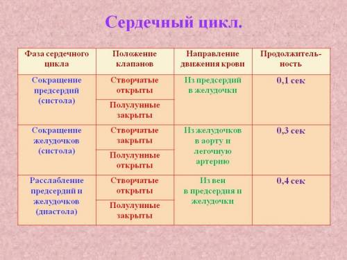 Каковы фазы сердечной деятельности? что происходит в каждой из них 50