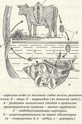 Как размножаются плоские черви, как происходит их развитие?