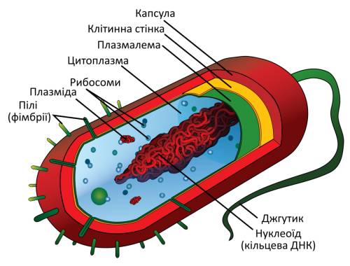 Яку будову має бактеріальна клатина?