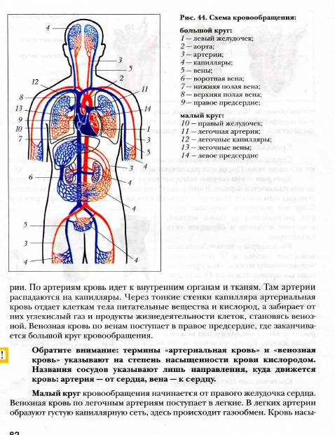 Найдите 17 параграф по биологии 8 класс.маш. дрогомолов. тема: строение и работа сердца. круги крово