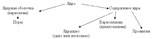 Какое строение имеет ядро и какие функции оно выполняет?