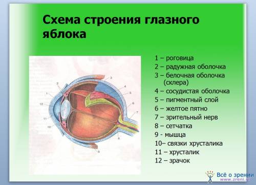 Кто знает, подскажите строение глазного яблока таблица часть глазного яблока значение это из рт сони