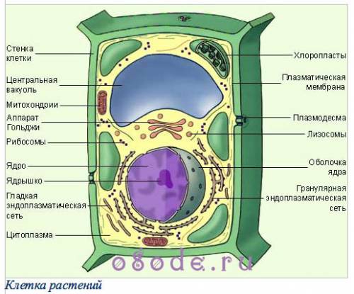 Из чего состоит клетка ростений и животных?