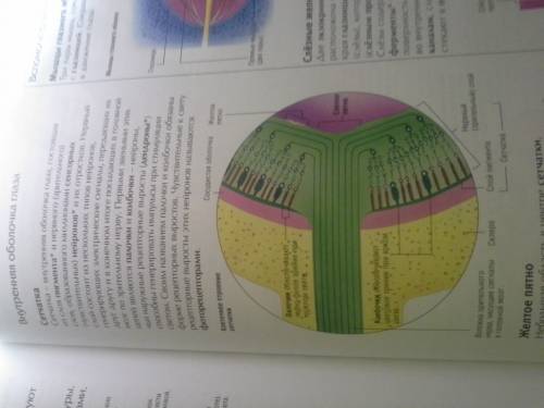 Вкакой част сетчатки формируется наиболее чёткое цветное изображение? с чем это связано?