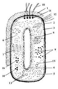 Нарисуйте строение грибной и бактериальной клетки под микроскопом, и подпишите всё, что в них входит