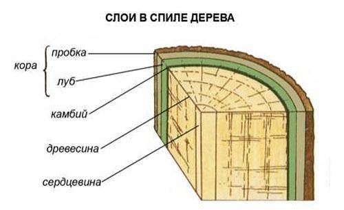 Какие слои видны на поперечном срезе стебля при рассматривании невооруженным глазом и с микроскопа?