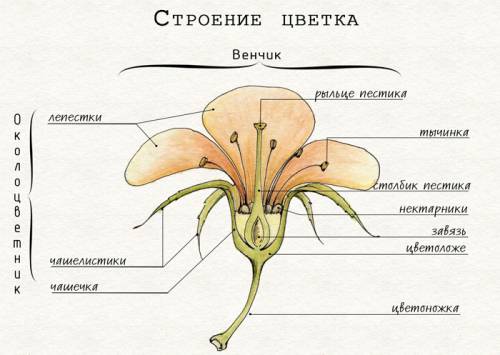 Лабораторная работа строение шиповника?