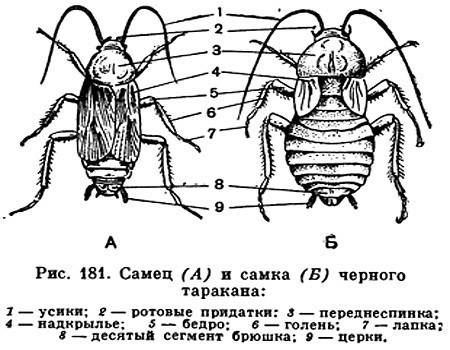 Лабораторная работа по биологии 7 класс внешнее строение насекомого