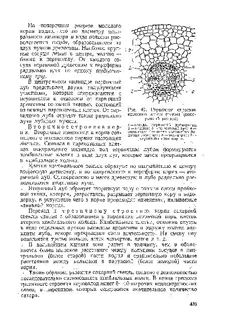 Первичное и вторичное строение корня ( рисунок )