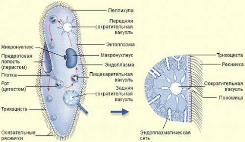 Які органели є в інфузорії-туфельки