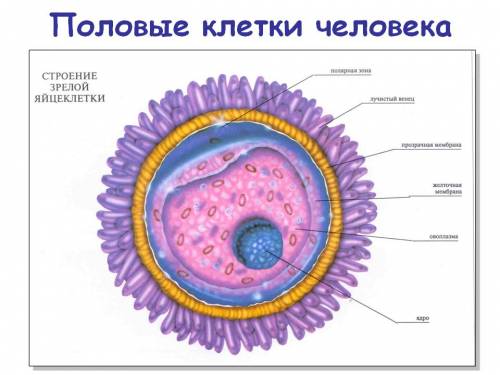 Напишите таблицу о строении 5 половых клеток, я вроде нашёл в параграфе 3.2 (половое размножение орг