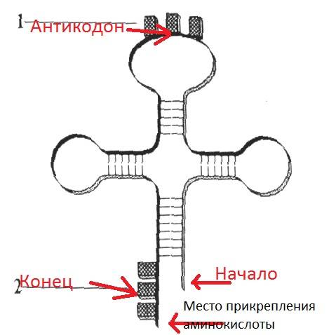 Зарисуйте схематично молекулу трнк и подпишите ее основные части.