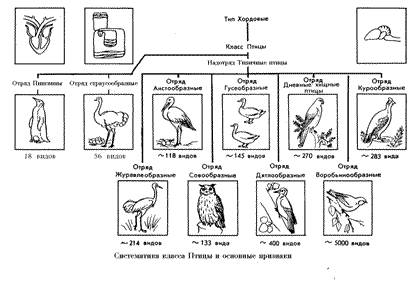 Характеристика отрядов птиц отряды место гнездования особенности строения представители