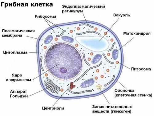 Почему грибы принадлежат группе эукариот